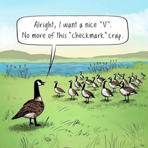 A group of geese standing on grass near a lake, with one goose addressing the others with a speech bubble saying it wants a 'nice V' instead of a 'checkmark' formation.