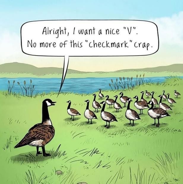 A group of geese standing on grass near a lake, with one goose addressing the others with a speech bubble saying it wants a 'nice V' instead of a 'checkmark' formation.