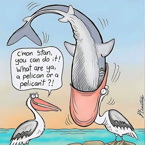 A pelican with its beak wide open holding a shark inside, another pelican encouraging it by saying 'c'mon Stan, you can do it! What are ya, a pelican or a pelican't?!'