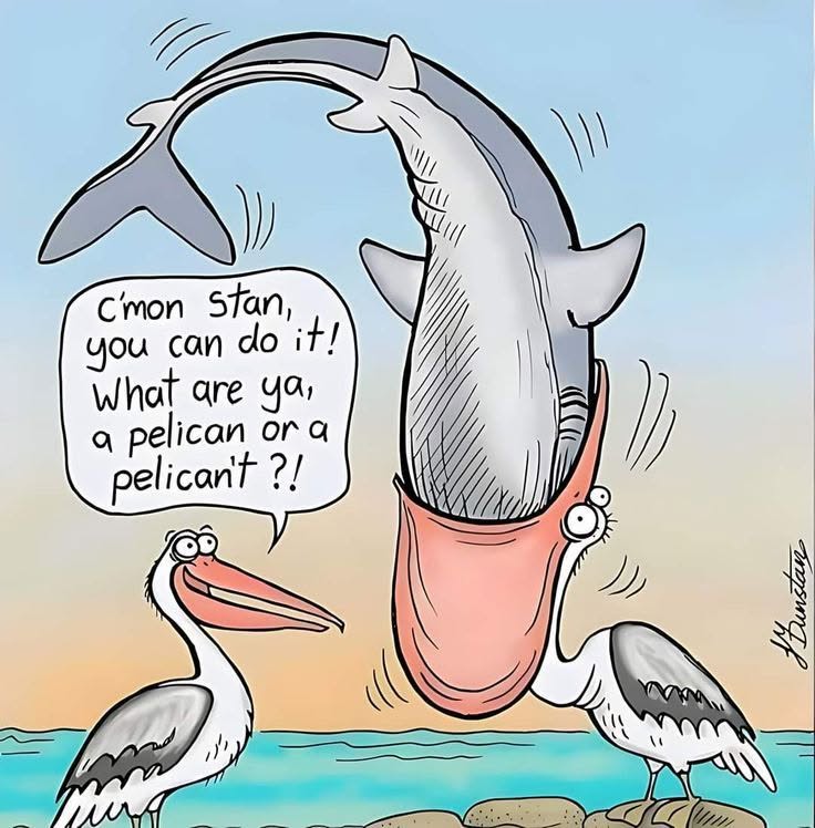 A pelican with its beak wide open holding a shark inside, another pelican encouraging it by saying 'c'mon Stan, you can do it! What are ya, a pelican or a pelican't?!'