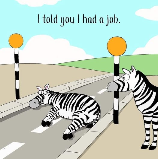 One zebra lying flat across a pedestrian crossing marked with black and white stripes, another zebra standing beside it, both looking at the crossing signs.