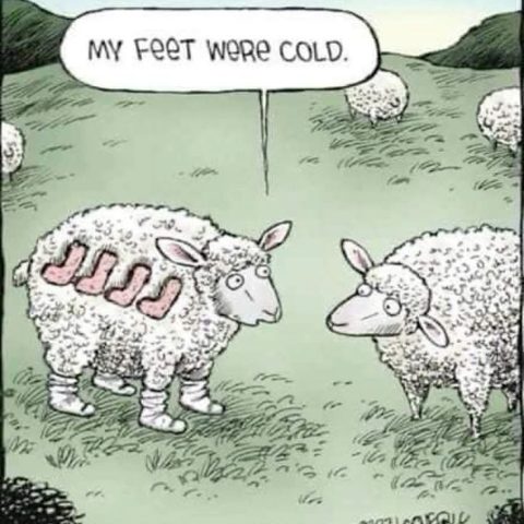 Cartoon of two sheep in a grassy field, one sheep has four pink socks on its side and two on its feet, saying 'My feet were cold.'
