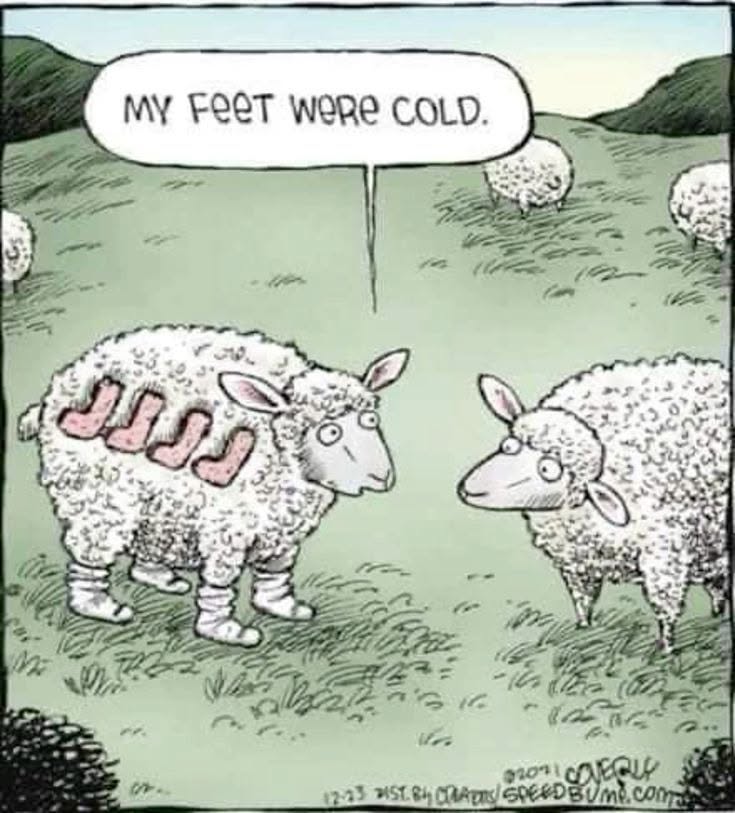 Cartoon of two sheep in a grassy field, one sheep has four pink socks on its side and two on its feet, saying 'My feet were cold.'