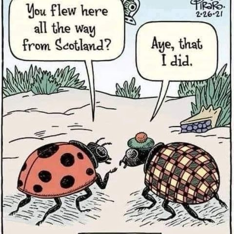 Two beetles talking; one has a red shell with black spots, the other wears a plaid shell and a Scottish cap with a pompom.