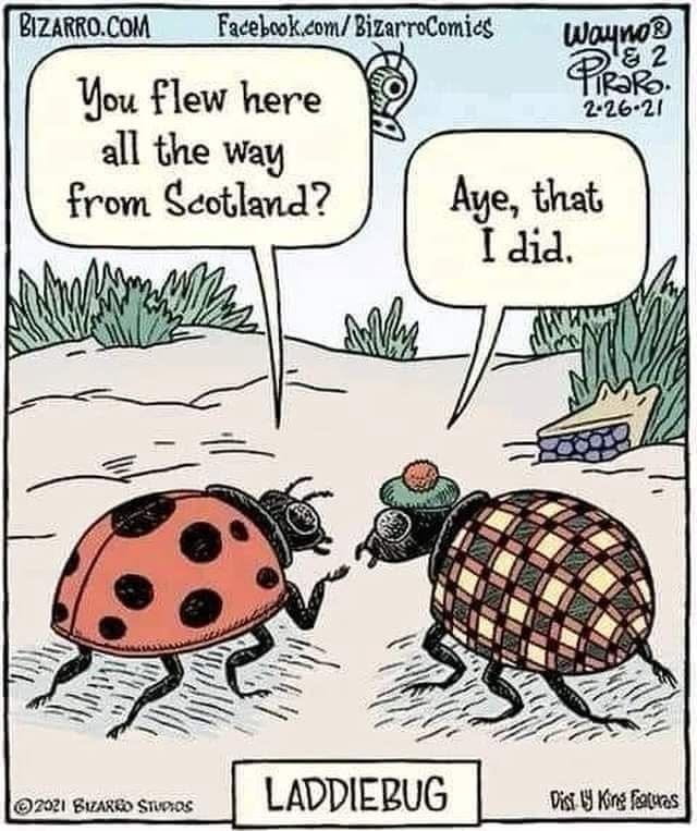 Two beetles talking; one has a red shell with black spots, the other wears a plaid shell and a Scottish cap with a pompom.